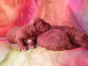 Litter of four Mini Goldendoodle Puppies DOB 12-26-14 for sale $1500 Top breeder in Iowa has puppies born!
